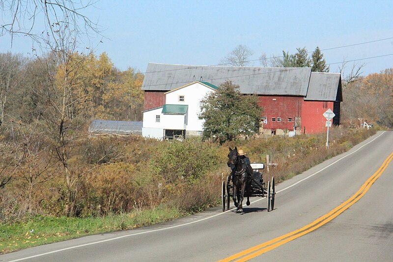 File:Amish buggy on US Route 62 in Dayton, New York, October 2012.jpg