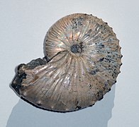 Ammonites (Cretácico)