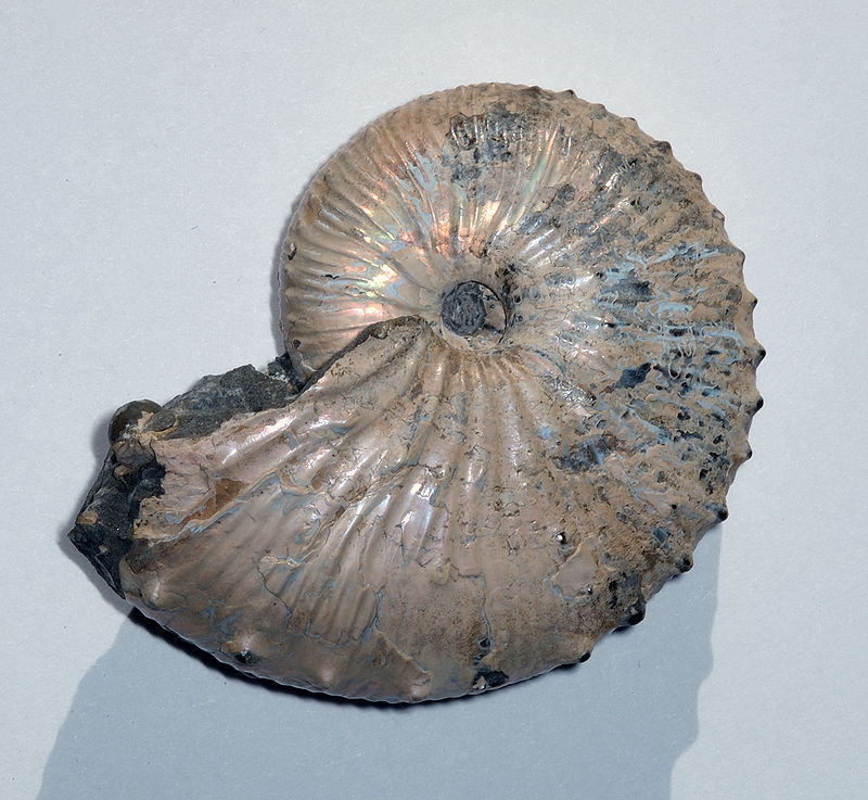 800px-Ammonite_Jeletzkytes