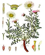 Anacyclus pyrethrum