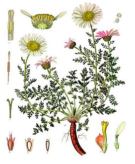 Anacyclus pyrethrum - Köhler–s Medizinal-Pflanzen-011.jpg