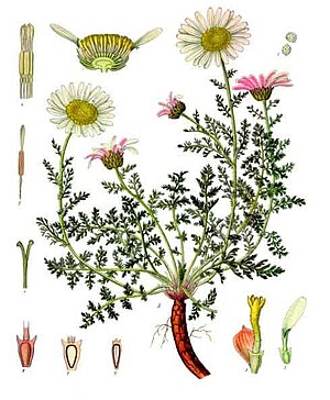 Anacyclus pyrethrum - Koehler – s Medizinal-Pflanzen-011.jpg