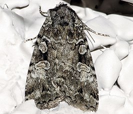 Anaplectoides pressus