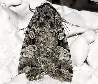 <i>Anaplectoides pressus</i> Species of moth