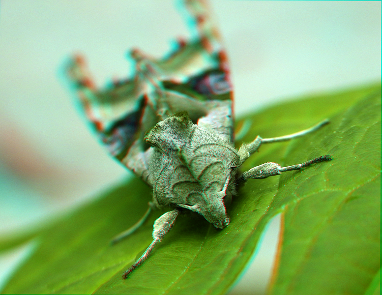 File:Angle Shades Phlogophora meticulosa Moth 3D (25714190630).png