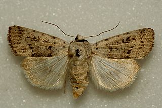 <i>Anicla tepperi</i> Species of moth