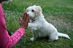 Vignette pour Comportement du chien