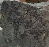 Fossil of the Carboniferous horsetail relative Annularia Annularia Stellata.jpg