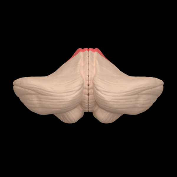 File:Anterior lobe of cerebellum --- 03.png