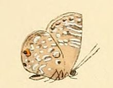 Anthene princeps1.JPG