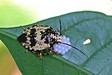 Antiteuchus melanoleucus with eggs.jpg