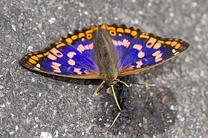 Apatura metis, male