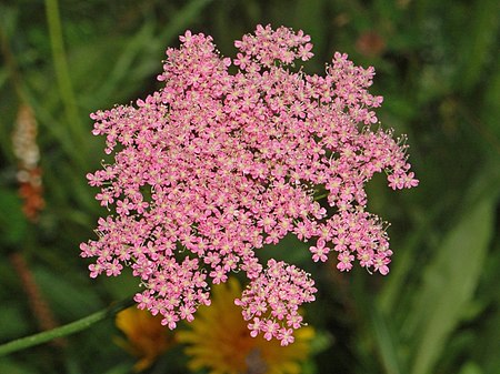 Apiaceae - Pimpinella major.JPG