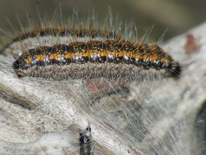 File:Aporia crataegi (larva) - Black-veined white (caterpillar) - Боярышница (гусеница) (39367012090).jpg