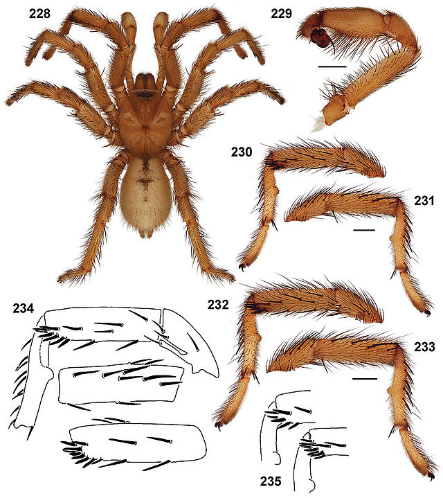 Description de l'image Aptostichus chemehuevi anatomy.jpg.