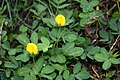 Arachis pintoi