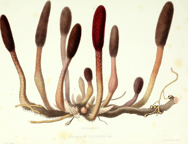 File:Archives du MusÃ©um d'histoire naturelle (1836) (20138538638).jpg