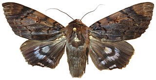 <i>Arcte</i> Genus of moths