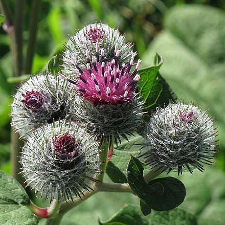 Репей. Arctium tomentosum. Репейник паутинистый. Лопух паутинистый Arctium tomentosum Mill.. Лопух паутинистый -Ārctium tomentōsum.