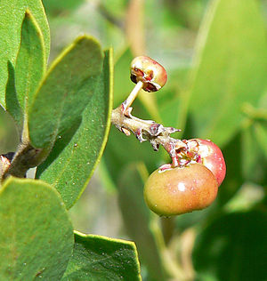 Arctostaphylos manzanita 3.jpg