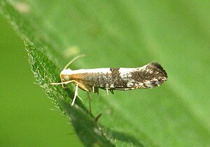 Argyresthia spinosella BE-HdN-2633c.jpg