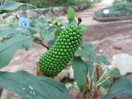 Tập_tin:Arisaema_iyoanum_subsp_nakaianum2.jpg