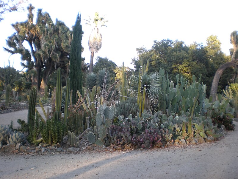 File:Arizona Cactus Garden 028.JPG