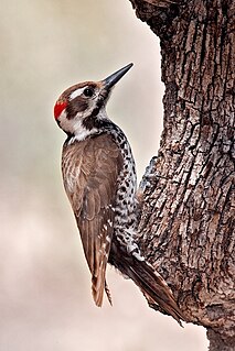 Arizona woodpecker Species of bird