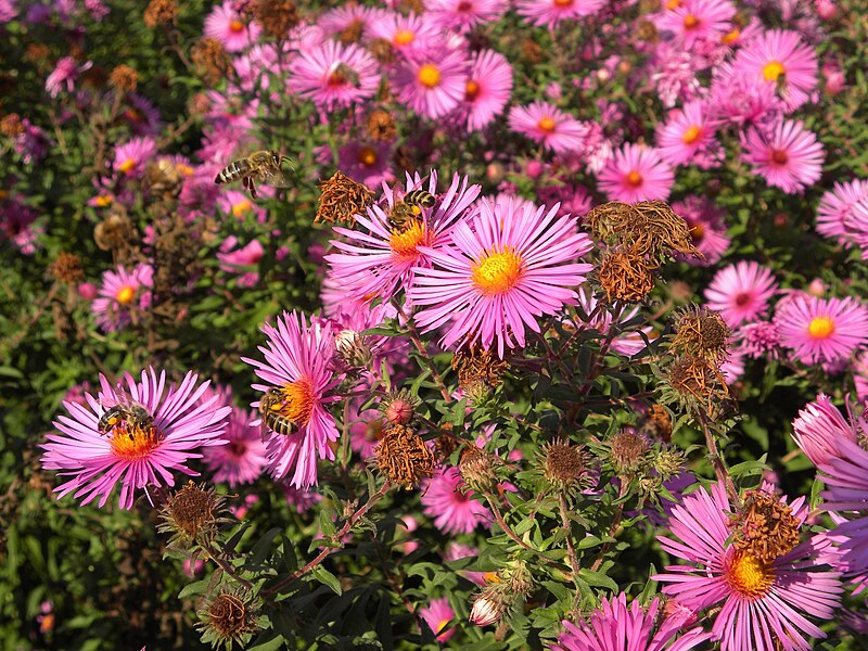 File:Aster novae-angliae - Raublattaster.jpg