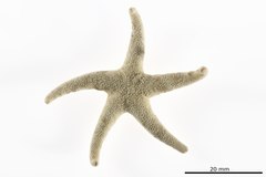 File:Asterias spongiosa - AST-000109 hab-dor.tif (Category:Echinodermata in the Natural History Museum of Denmark)