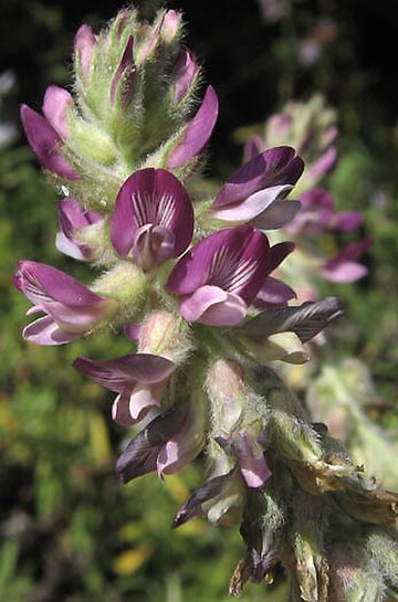 Astragalus brauntonii