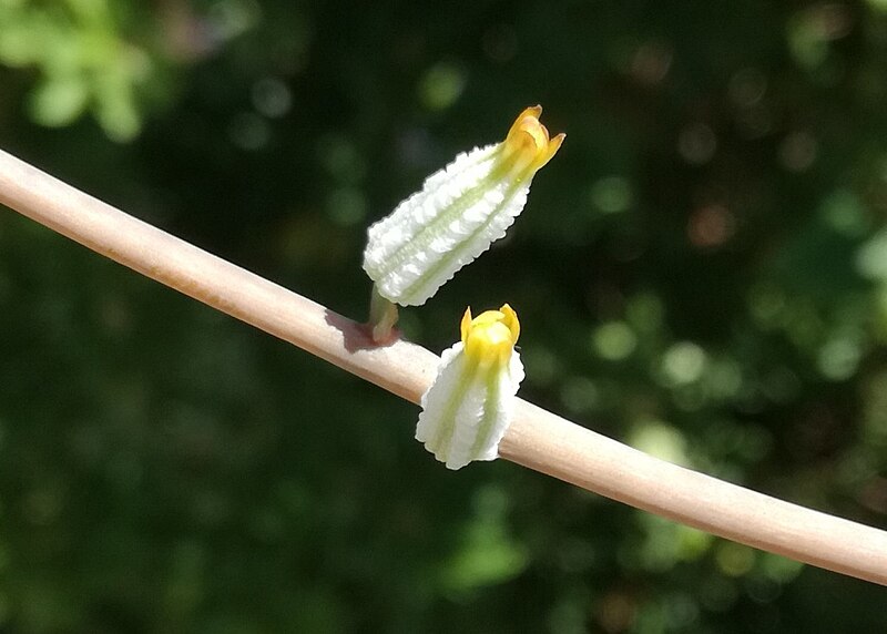 File:Astroloba spiralis flowers.jpg