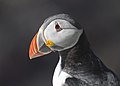 40 Atlantic Puffin Fratercula arctica uploaded by Merops, nominated by Merops