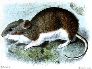 Painted big-eared mouse Species of rodent