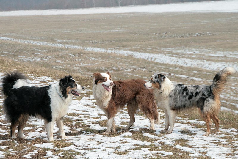 File:Australian Shepherd Black Tri, Red Tri, Blue Merle.jpg