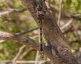 Austroaeschna atrata