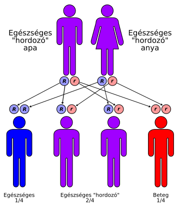 File:Autorecessive-hu.svg