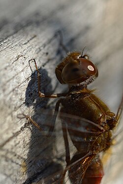 Meadowhawk (Sympetrum sp.)