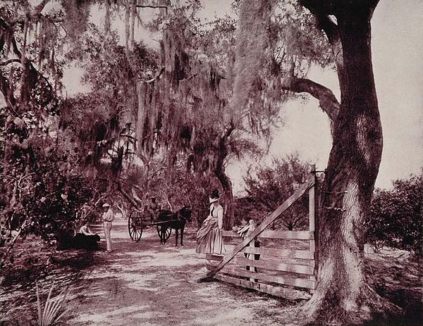 Avenue of Moss-Covered Oaks, Near Ormond, Florida -- an 1893 duotone print