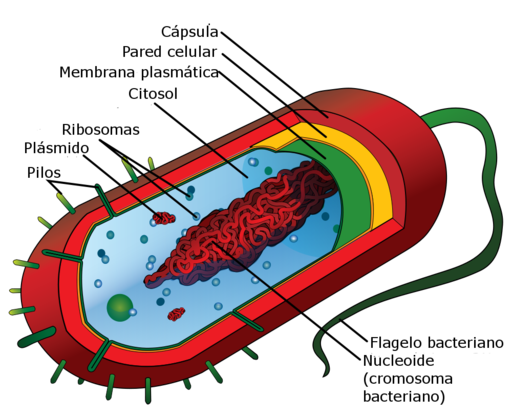 Average prokaryote cell-es