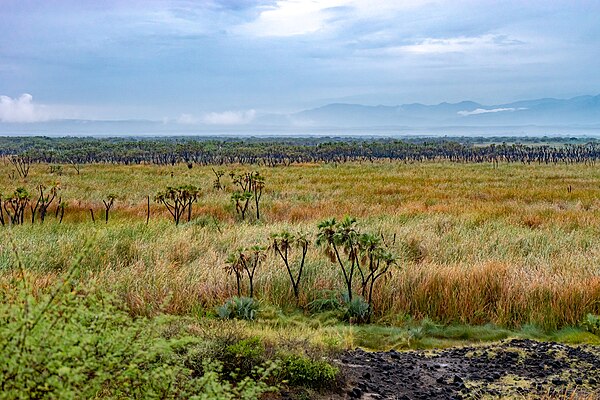 Image: Awash National Park, Ethiopia (50779383857)