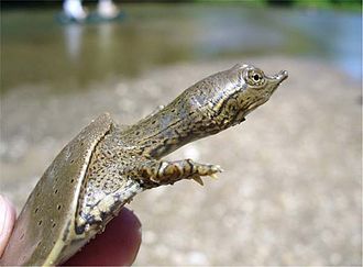 Baby softshell surveys a bar on the Middle Fork Baby softshell surveys a bar on the Middle Fork.jpg