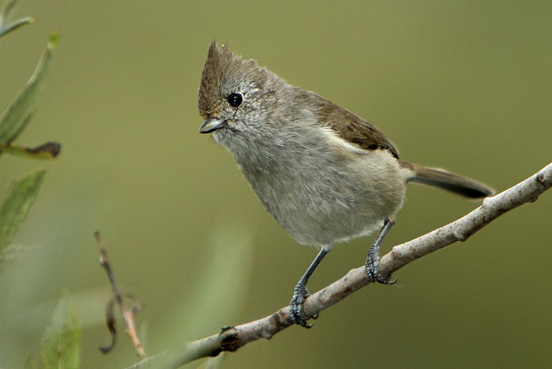 File:Baeolophus inornatus -San Luis Obispo, California, USA-8 (3).jpg