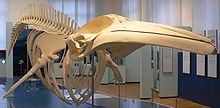 Skeleton of the Common minke whale Balaenoptera acustorostrata - Zwergwalskelett.jpg