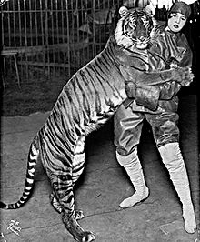 A Bali tiger with its tamer in Ringling Bros (c. 1915). Bali Tiger Ringling Bros 1914.jpg