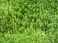 * Nomination Horsetail in Scotland --MartinThoma 07:57, 24 May 2016 (UTC) * Decline Oversharpened; missing ID --A.Savin 14:06, 24 May 2016 (UTC)