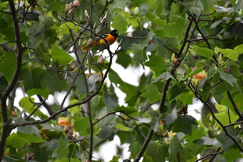 File:Baltimore oriole font hill 5.25.19 DSC 0862.jpg