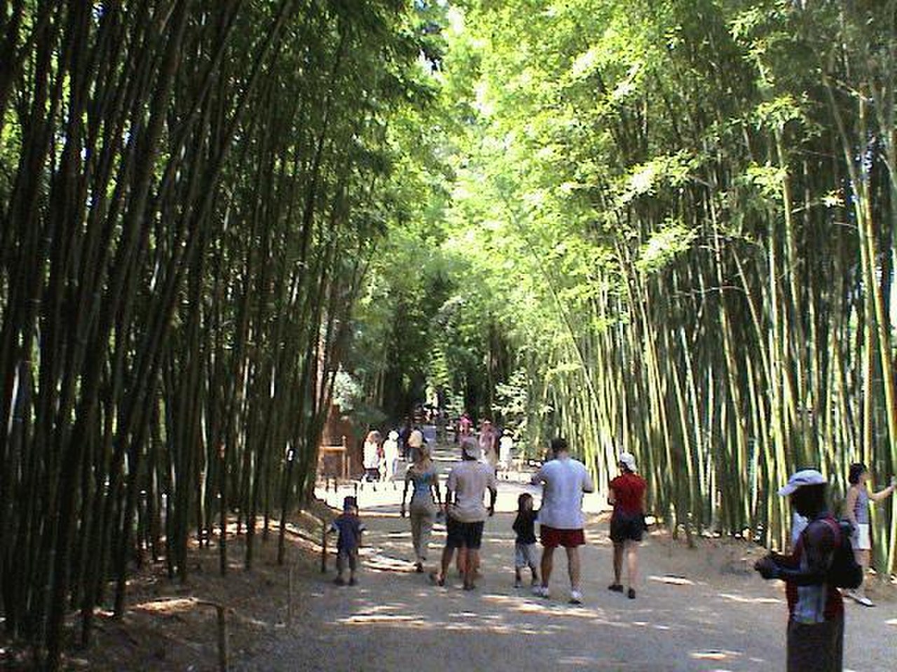 Парк бамбуков в Прафрансе