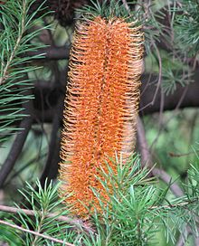 Banksia Raksasa Candles.jpg