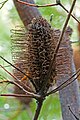 Banksia spinulosa, Royal Tasmanian Botanical Gardens, Tasmania, Australia Camera data * Camera Canon EOS 400D * Lens Tamron EF 180mm f3.5 1:1 Macro * Focal length 180 mm * Aperture f/11 * Exposure time 1 s * Sensivity ISO 100}}